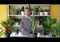 Gel riego plantas Mercadona: la solución perfecta para tus plantas