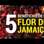 Flor de Jamaica Mercadona: Propiedades y Usos