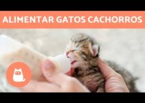 Leche para gatos recién nacidos: ¡Descubre la opción Mercadona!