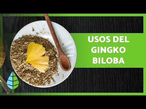 Ginkgo Biloba Infusión Mercadona: Beneficios y Propiedades