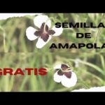 Semillas de amapola Mercadona: calidad y variedad en un solo lugar