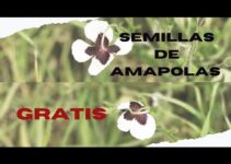 Semillas de amapola Mercadona: calidad y variedad en un solo lugar